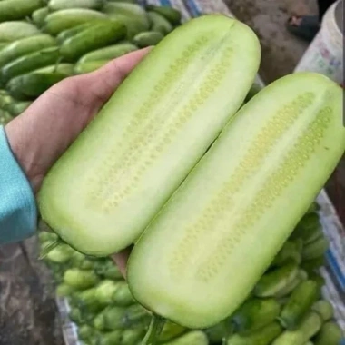 50 hạt giống Dưa chuột mèo khổng lồ Tây Bắc - Giá 9.500₫, thu hoạch dày dặn 3
