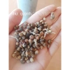 50 Hạt giống Nhân Sâm Hàn Quốc Cao Cấp Đã ủ Nứt Nanh - Giá chỉ 49.000đ