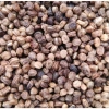 50 Hạt giống Nhân Sâm Hàn Quốc Cao Cấp Đã ủ Nứt Nanh - Giá chỉ 49.000đ 2