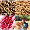 50 Hạt giống Nhân Sâm Hàn Quốc Cao Cấp Đã ủ Nứt Nanh - Giá chỉ 49.000đ 3