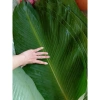 50 Lá Dong Tươi HCM - Gói Bánh Chưng, Bánh Giò, Bánh Tét Giá 180.000