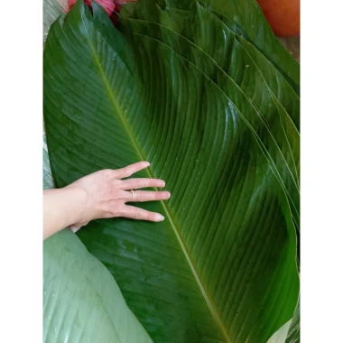 50 Lá Dong Tươi HCM - Gói Bánh Chưng, Bánh Giò, Bánh Tét Giá 180.000