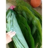 50 Lá Dong Tươi HCM - Gói Bánh Chưng, Bánh Giò, Bánh Tét Giá 180.000 4