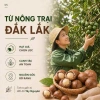5KG Hạt Macca Nứt Vỏ Hoàng Nguyên Đăk Lăk Giảm Giá Thích Hợp Cho Bầu 5