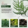 AACAR Arborvitae Lá Dầu Gội Xà Phòng - Chống gàu, kiểm soát dầu, tăng rễ tóc, ngăn ngừa rụng 52.580 VND 2