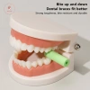 Aacar Nhai Agner Hương Vị Trái Cây - Kẹo Cao Su Cắn Vô Hình Người Lớn - 75.301₫ 2