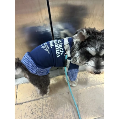 Áo 2 lớp thoáng khí thời thượng cho Poodle, Phốc sóc, Chó Nhật - Tay dài, cổ sơ mi, polyester chống rụng lông, 430.266₫ 6