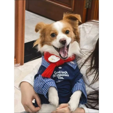 Áo 2 lớp thoáng khí thời thượng cho Poodle, Phốc sóc, Chó Nhật - Tay dài, cổ sơ mi, polyester chống rụng lông, 430.266₫ 7