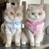 Áo ba lỗ HIPIDOG dáng mỏng thoáng khí họa tiết kẻ sọc xinh xắn cho cún và mèo cưng 9