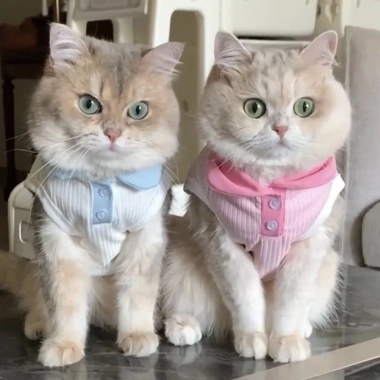 Áo ba lỗ HIPIDOG dáng mỏng thoáng khí họa tiết kẻ sọc xinh xắn cho cún và mèo cưng 9 Áo ba lỗ HIPIDOG dáng mỏng thoáng khí họa tiết kẻ sọc xinh xắn cho cún và mèo cưng 9