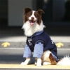 Áo chó lớn giả tay dài cổ sơ mi thoáng khí, chống rụng lông cho Golden Retriever, Border Collie, LabradorMặc quanh năm
