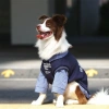 Áo chó lớn giả tay dài cổ sơ mi thoáng khí, chống rụng lông cho Golden Retriever, Border Collie, LabradorMặc quanh năm 3
