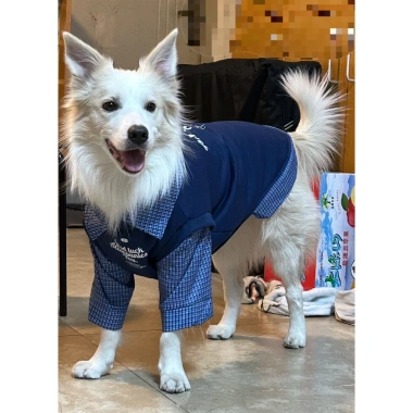 Áo chó lớn giả tay dài cổ sơ mi thoáng khí, chống rụng lông cho Golden Retriever, Border Collie, LabradorMặc quanh năm 7
