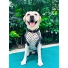 Áo chó lưới mát lạnh siêu thoáng, không tay nhẹ 12‑47kg, chống bám lông, dễ giặt mùa hè cho Labrador, Husky, Shiba, Corgi 6