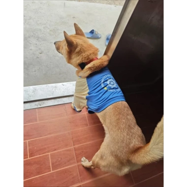 Áo chó thoáng khí bảo vệ khuỷu, kẻ sọc tay dài, polyester, cho các giống lớn, mặc quanh năm
