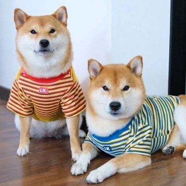 Áo ghi-lê thú cưng thoáng khí, giảm rụng lông mùa hè mỏng nhẹ cho mèo chó nhỏ - French Bulldog, Corgi, thỏ, kẻ sọc