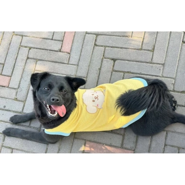 Áo gile thú cưng mùa hè mỏng nhẹ thoáng khí cho mèo Poodle & chó nhỏ, giá 94.232₫