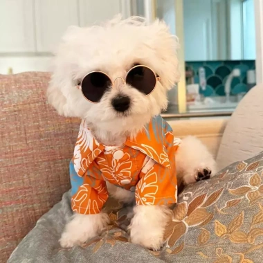 Áo Hawaii mùa hè cho chó mèo nhỏ, thoáng mát, chống nắng, khô nhanh, thời trang dễ thương Poodle Corgi