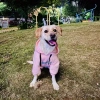 Áo hoodie chó lớn 4 chân thoáng khí, chống rụng lông, dễ mặc cho Golden, Border Collie, Labrador, Husky – Dạo phố thu đông, giá ưu đãi 449.092₫ 8