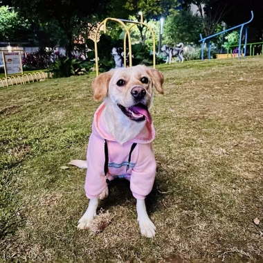 Áo hoodie chó lớn 4 chân thoáng khí, chống rụng lông, dễ mặc cho Golden, Border Collie, Labrador, Husky – Dạo phố thu đông, giá ưu đãi 449.092₫