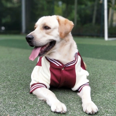 Áo khoác baseball chó lót len ấm giảm rủng lông size 7XL cho Labrador và mèo mùa đông
