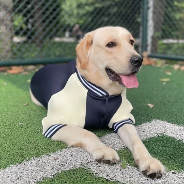 Áo khoác baseball chó lót len ấm giảm rủng lông size 7XL cho Labrador và mèo mùa đông