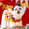 Áo Len Dệt Kim Halloween Trang Phục Xiếc Chú Hề Thu Đông Thoáng Khí Ấm Cho Chó Mèo 3