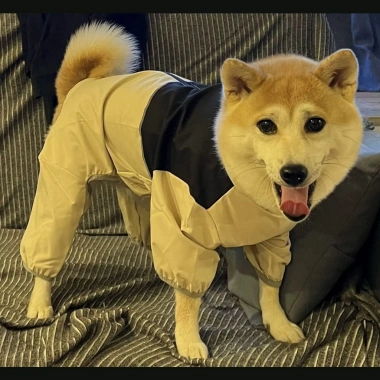 Áo mưa chó 100% chống thấm phản quang 4 chân, XL‑8XL, an toàn đêm cho chó lớn 7