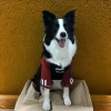 Áo nỉ chó 4 chân 12-45kg, lót nỉ thoáng khí, giảm lông, phù hợp Husky & Golden - Giá ưu đãi 393k 3