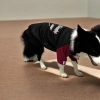 Áo nỉ chó 4 chân 12-45kg, lót nỉ thoáng khí, giảm lông, phù hợp Husky & Golden - Giá ưu đãi 393k 5