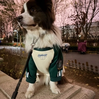 Áo nỉ chó 4 chân 12-45kg, lót nỉ thoáng khí, giảm lông, phù hợp Husky & Golden - Giá ưu đãi 393k