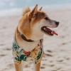 Áo sơ mi Hawaii cho thú cưng – Shiba Inu, Golden Retriever, mèo trắng 295.797 VND 2