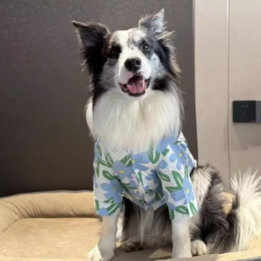 Áo sơ mi hoa tay ngắn cho chó lớn polyester thoáng mát Golden, Border Collie - Giảm giá 7