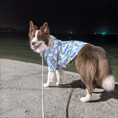 Áo sơ mi hoa tay ngắn cho chó lớn polyester thoáng mát Golden, Border Collie - Giảm giá 8
