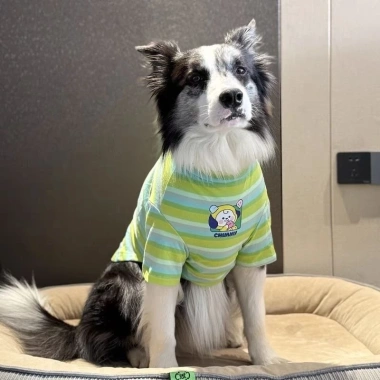 Áo thun chó lớn sọc xanh thoáng mát tay ngắn Golden, phù hợp Border Collie và Labrador đi dạo mùa hè 306.623 VND 2