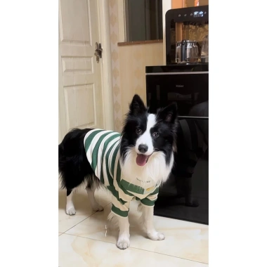 Áo thun chó sọc xanh 2 chân mềm thoáng khí chống rụng lông Husky Golden 430.266 5