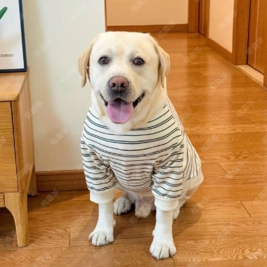 Áo thun dài tay chó lớn chống rụng lông, thoáng khí sọc đen trắng polyester Golden Retriever, Labrador, Border Collie 3
