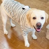 Áo thun dài tay chó lớn chống rụng lông, thoáng khí sọc đen trắng polyester Golden Retriever, Labrador, Border Collie 5
