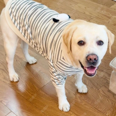 Áo thun dài tay chó lớn chống rụng lông, thoáng khí sọc đen trắng polyester Golden Retriever, Labrador, Border Collie 5
