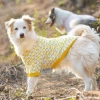 Áo thun hoa chó lớn ngắn tay, thoáng khí mát mẻ – Golden, Border Collie, Labrador 4