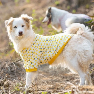 Áo thun hoa chó lớn ngắn tay, thoáng khí mát mẻ – Golden, Border Collie, Labrador 4 Áo thun hoa chó lớn ngắn tay, thoáng khí mát mẻ – Golden, Border Collie, Labrador 4