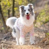 Áo thun hoa chó lớn ngắn tay, thoáng khí mát mẻ – Golden, Border Collie, Labrador 5