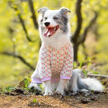 Áo thun hoa chó lớn ngắn tay, thoáng khí mát mẻ – Golden, Border Collie, Labrador 6 Áo thun hoa chó lớn ngắn tay, thoáng khí mát mẻ – Golden, Border Collie, Labrador 6