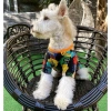 Áo thun in hình thú cưng mèo Puppy thoáng khí, phù hợp bốn mùa, giảm giá 21% 6