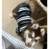 Áo thun polyester cho mèo chó 2-15kg, thoáng khí, giảm rụng lông, sọc xanh mát mẻ 5