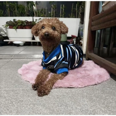 Áo thun polyester cho mèo chó 2-15kg, thoáng khí, giảm rụng lông, sọc xanh mát mẻ 7 Áo thun polyester cho mèo chó 2-15kg, thoáng khí, giảm rụng lông, sọc xanh mát mẻ 7