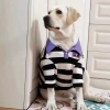 Áo thun sọc chó lớn cổ tay ngắn thoáng mát, dễ mặc quanh năm cho Golden Border Labrador - 412k 5