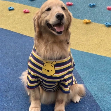 Áo thun sọc chó lớn tay ngắn mỏng thoáng khí, thời trang cả năm – Golden Labrador Samoyed