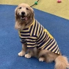 Áo thun sọc chó lớn tay ngắn mỏng thoáng khí, thời trang cả năm – Golden Labrador Samoyed 2