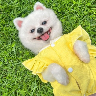 Áo Vest Thú Cưng Vịt Dễ Thương, Mùa Hè Mỏng Thoáng Khí Cho Chó Mèo 5 Áo Vest Thú Cưng Vịt Dễ Thương, Mùa Hè Mỏng Thoáng Khí Cho Chó Mèo 5